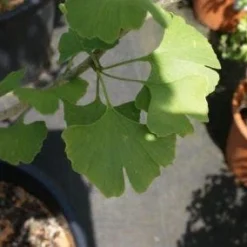 Japanse Notenboom, Meerstammig (Ginkgo Biloba) -Goedkope Tuin Kunst Winkel 20100719115514 4