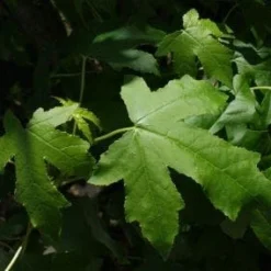 Amberboom (Liquidambar Styraciflua 'Worplesdon') -Goedkope Tuin Kunst Winkel 20100720143206 13