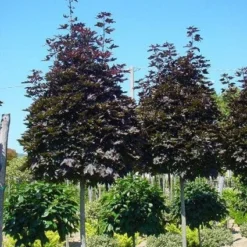 Noorse Esdoorn (Acer Platanoides 'Crimson Sentry') -Goedkope Tuin Kunst Winkel 20101207170303 12