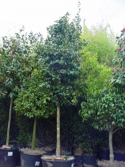 Camelia Als Boom (Camellia Japonica) 4 Camelia Als Boom (Camellia Japonica) - Afbeelding 2