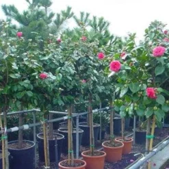 Camelia Op Stam (Camellia Japonica) -Goedkope Tuin Kunst Winkel 20101209153742 3