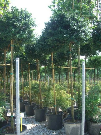 Camelia Als Boom (Camellia Sasanqua) 2 Camelia Als Boom (Camellia Sasanqua)