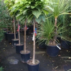 Trompetboom Op Stam (Catalpa Bignonioides 'Nana'), Halfstam