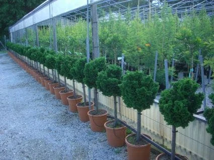 Dwergcypres Op Stam (Chamaecyparis Obtusa 'Nana Gracilis') 3 Dwergcypres Op Stam (Chamaecyparis Obtusa 'Nana Gracilis')