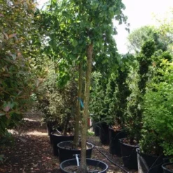 Kronkelhazelaar Als Boom (Corylus Avellana 'Contorta') -Goedkope Tuin Kunst Winkel 20101213101013 4