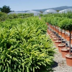 Sikkelden Op Stam (Cryptomeria Japonica 'Globosa Nana') -Goedkope Tuin Kunst Winkel 20101213102352 1