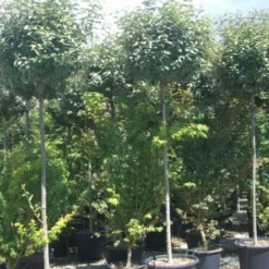 Olijfwilg Als Boom (Elaeagnus Pungens 'Maculata') 12 Olijfwilg Als Boom (Elaeagnus Pungens 'Maculata') -Goedkope Tuin Kunst Winkel 20101213140523 8