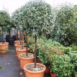 Olijfwilg Op Stam (Elaeagnus Ebbingei) -Goedkope Tuin Kunst Winkel 20101213141424 3