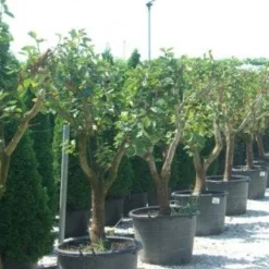 Kaki (Diospyros Kaki) 17 Kaki (Diospyros Kaki) -Goedkope Tuin Kunst Winkel 20101213150225 8