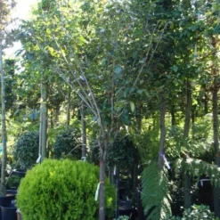 Kaki (Diospyros Kaki) 16 Kaki (Diospyros Kaki) -Goedkope Tuin Kunst Winkel 20101213150233 8