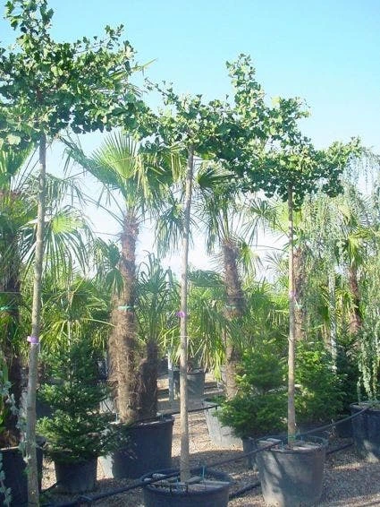 Japanse Notenboom (Ginkgo Biloba 'Horizontalis') 4 Japanse Notenboom (Ginkgo Biloba 'Horizontalis') - Afbeelding 2