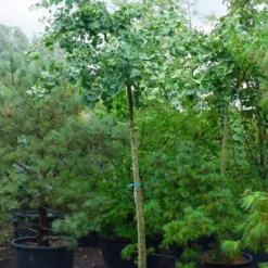 Japanse Notenboom (Ginkgo Biloba 'Horizontalis')