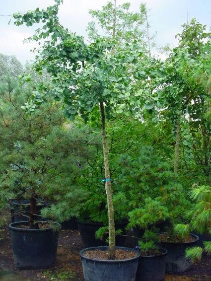 Japanse Notenboom (Ginkgo Biloba 'Horizontalis') 3 Japanse Notenboom (Ginkgo Biloba 'Horizontalis')