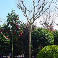 Roze Lagerstroemia Als Boom (Lagerstroemia Indica) 23 Roze Lagerstroemia Als Boom (Lagerstroemia Indica) -Goedkope Tuin Kunst Winkel 20101216134719 9