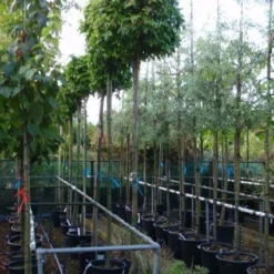 Amberboom (Liquidambar 'Gum Ball') 29 Amberboom (Liquidambar 'Gum Ball') -Goedkope Tuin Kunst Winkel 20101217121247 10