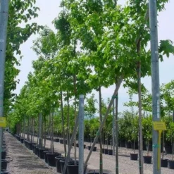 Amberboom (Liquidambar Styraciflua) -Goedkope Tuin Kunst Winkel 20101217122417 20