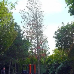 Amberboom (Liquidambar Styraciflua) -Goedkope Tuin Kunst Winkel 20101217122442 20