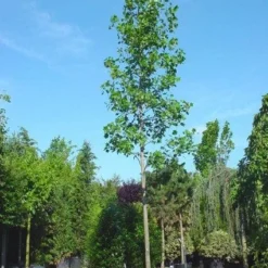 Tulpenboom (Liriodendron Tulipifera) -Goedkope Tuin Kunst Winkel 20101217143606 14