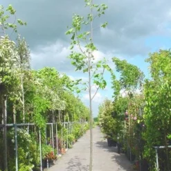 Tulpenboom (Liriodendron Tulipifera) -Goedkope Tuin Kunst Winkel 20101217143638 14