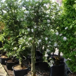 Appelboom (Malus Domestica ) -Goedkope Tuin Kunst Winkel 20101217164407 5