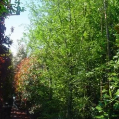 Schijnbeuk (Nothofagus Antarctica) 9 Schijnbeuk (Nothofagus Antarctica) -Goedkope Tuin Kunst Winkel 20101220114349 10