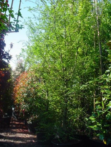 Schijnbeuk (Nothofagus Antarctica) 5 Schijnbeuk (Nothofagus Antarctica) - Afbeelding 3