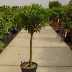 Laurierkers Op Stam (Prunus Laurocerasus 'Otto Luyken') -Goedkope Tuin Kunst Winkel 20101221104726 2