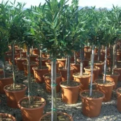 Laurierkers Op Stam (Prunus Laurocerasus 'Otto Luyken')