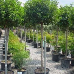 Portugese Laurier Op Stam (Prunus Lusitanica 'Angustifolia') -Goedkope Tuin Kunst Winkel 20101221164022 5