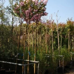 Japanse Sierkers (Prunus Serrulata 'Kanzan') -Goedkope Tuin Kunst Winkel 20101222164034 16