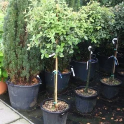 Steeneik Op Stam (Quercus Ilex)