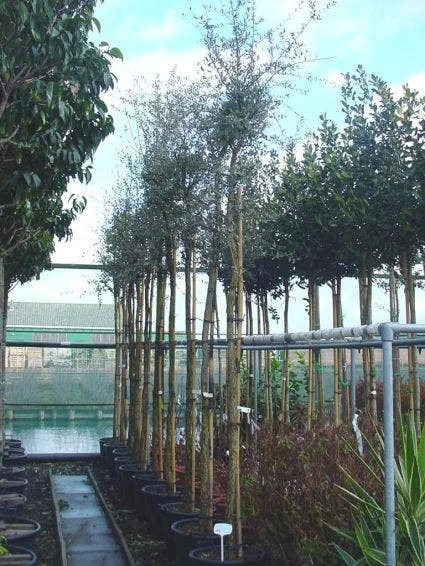 Kurkeik (Quercus Suber) 3 Kurkeik (Quercus Suber) - Afbeelding 2