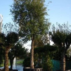 Kurkeik (Quercus Suber) 19 Kurkeik (Quercus Suber) -Goedkope Tuin Kunst Winkel 20101227162131 9