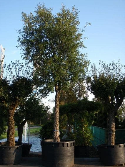 Kurkeik (Quercus Suber) 4 Kurkeik (Quercus Suber) - Afbeelding 3