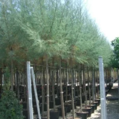 Tamarisk Als Boom (Tamarix Tetrandra) -Goedkope Tuin Kunst Winkel 20101228150045 7