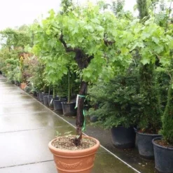 Druif, Op Stam (Vitis Vinifera)