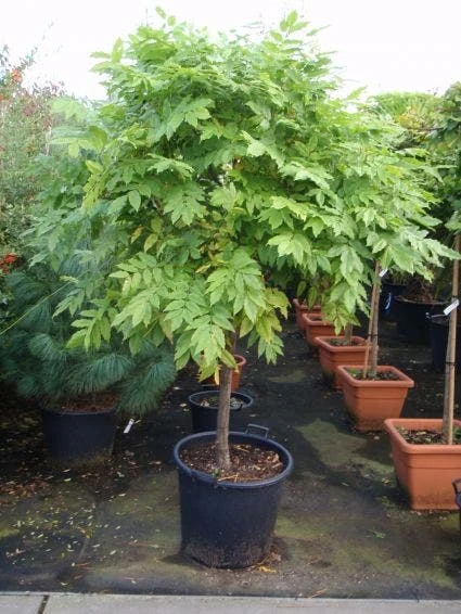 Blauwe Regen Op Stam (Wisteria Sinensis 'Prolific') 3 Blauwe Regen Op Stam (Wisteria Sinensis 'Prolific')