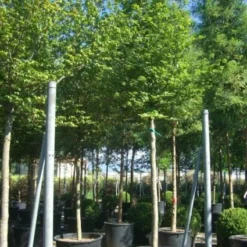 Haagbeuk Als Boom (Carpinus Betulus)