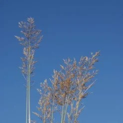 Diamantgras (Calamagrostis Brachytricha)