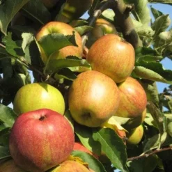Appelboom (Malus Domestica ) -Goedkope Tuin Kunst Winkel 20110905151704 5