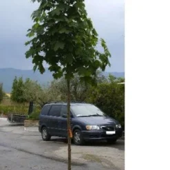 Noorse Esdoorn (Acer Platanoides 'Charles Joly')