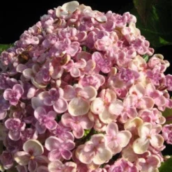 Seringhortensia (Hydrangea Macrophylla 'Ayesha') -Goedkope Tuin Kunst Winkel 20120202134624 2