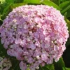 Seringhortensia (Hydrangea Macrophylla 'Ayesha') -Goedkope Tuin Kunst Winkel 20120202134725 2