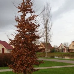 Beukenboom (Fagus Sylvatica) -Goedkope Tuin Kunst Winkel 20120213132201 16