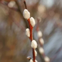 Treurwilg Op Stam (Salix Caprea 'Kilmarnock') -Goedkope Tuin Kunst Winkel 20120213144740 6