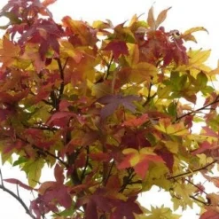 Amberboom (Liquidambar 'Gum Ball') 28 Amberboom (Liquidambar 'Gum Ball') -Goedkope Tuin Kunst Winkel 20120214132928 10