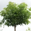 Amberboom (Liquidambar 'Gum Ball') -Goedkope Tuin Kunst Winkel 20120214133029 10