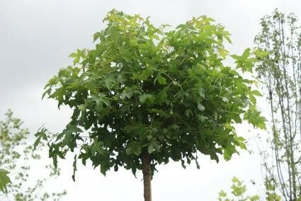 Amberboom (Liquidambar 'Gum Ball') 3 Amberboom (Liquidambar 'Gum Ball')
