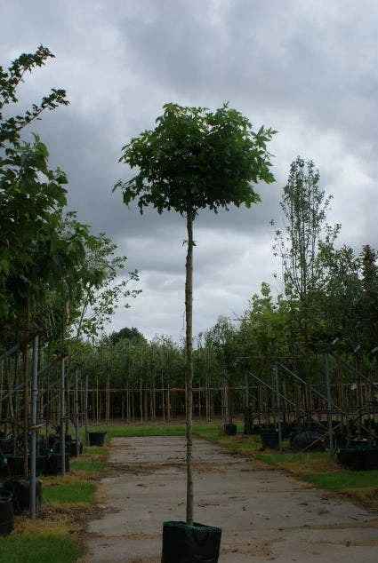 Amberboom (Liquidambar 'Gum Ball') 5 Amberboom (Liquidambar 'Gum Ball') - Afbeelding 3