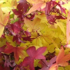 Amberboom (Liquidambar Styraciflua 'Worplesdon') -Goedkope Tuin Kunst Winkel 20120214133347 20 1